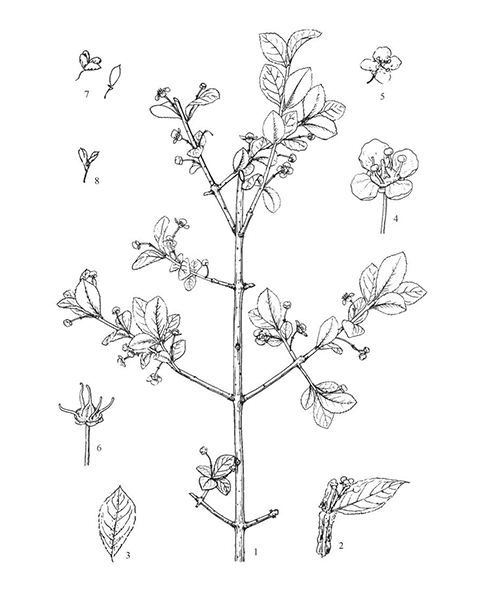 Natural compounds from  Euonymus alatus